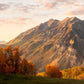 Timpanogos Autumn