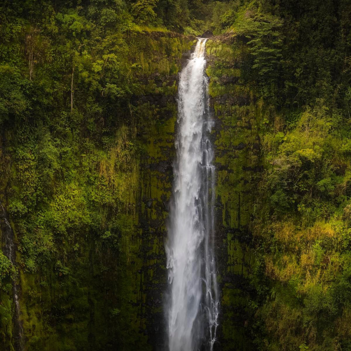 Akaka Falls, Hawaii Gallery Wrap