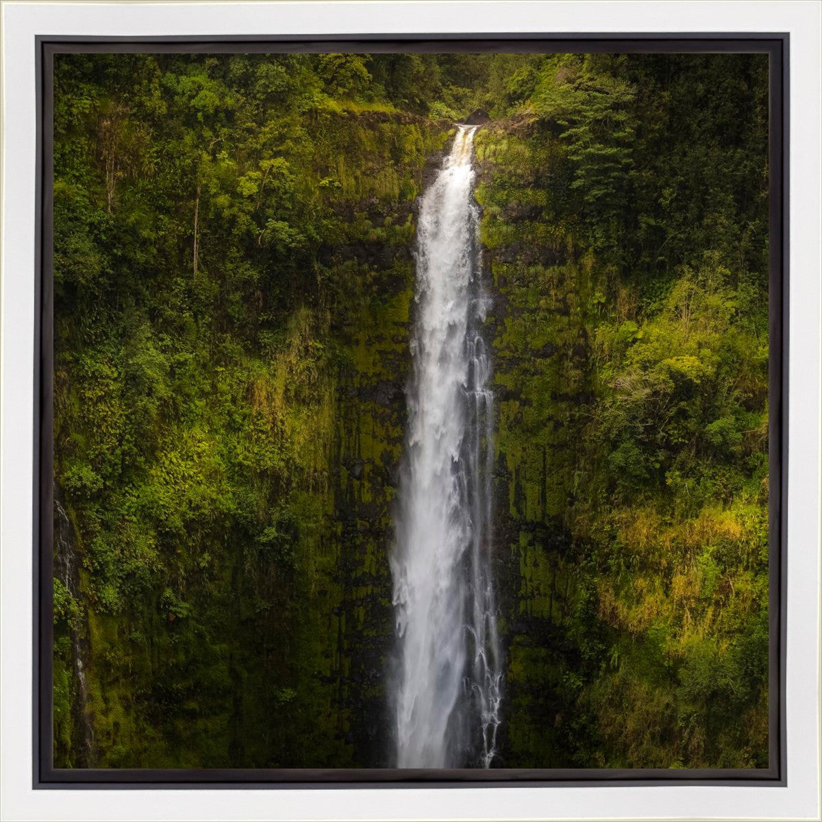 Akaka Falls, Hawaii Gallery Wrap