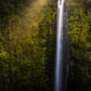Akaka Falls Aloha