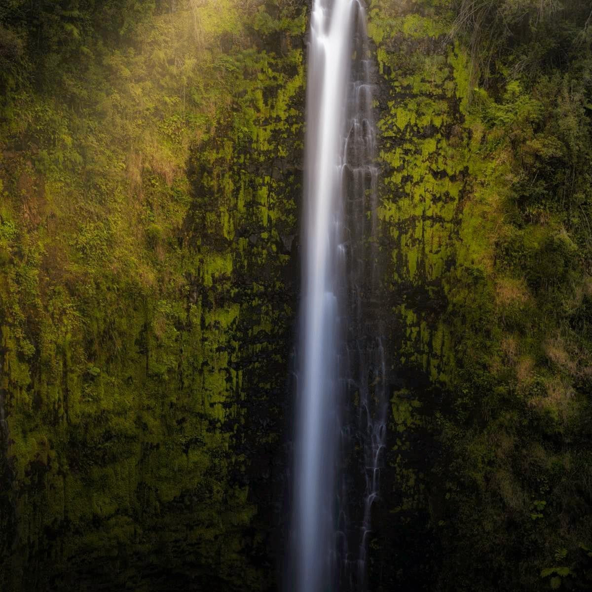 Akaka Falls Aloha Gallery Wrap