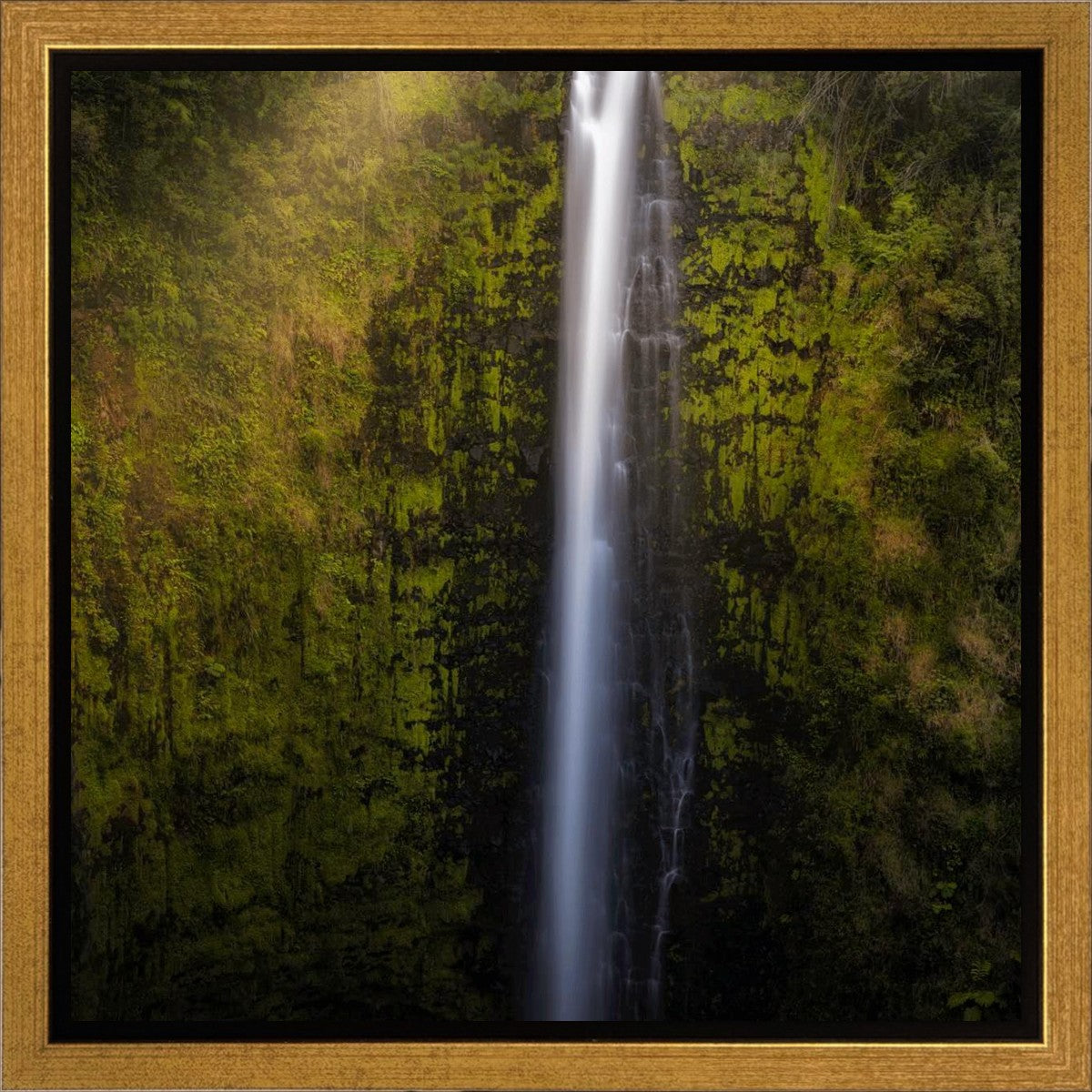 Akaka Falls Aloha Gallery Wrap