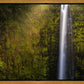 Akaka Falls Aloha