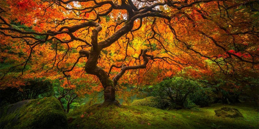 Tree of Perspective  Large Wall Art Gallery Wrap