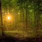 Suddenly A Light Descended