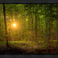 Suddenly A Light Descended