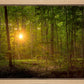 Suddenly A Light Descended
