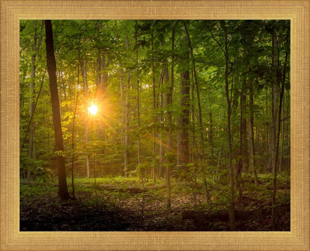 Suddenly A Light Descended