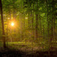 Suddenly A Light Descended