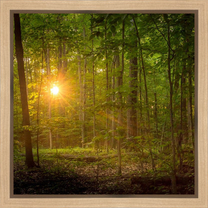 Suddenly A Light Descended