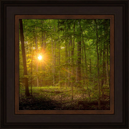 Suddenly A Light Descended