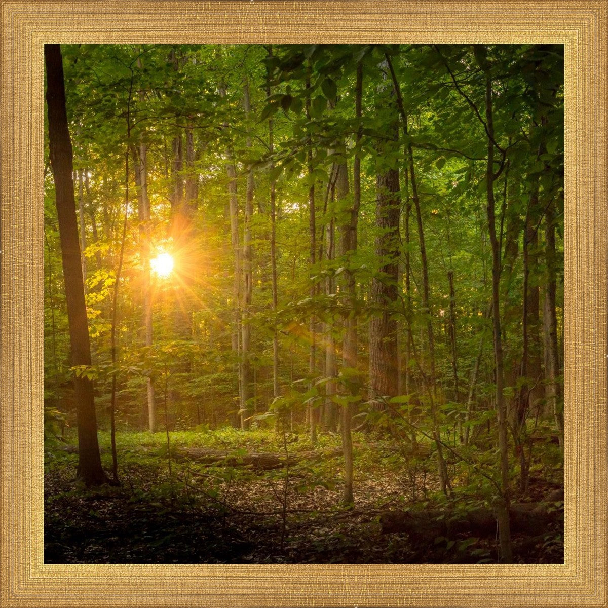 Suddenly A Light Descended