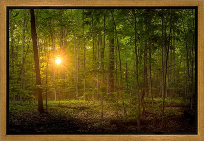 Suddenly A Light Descended