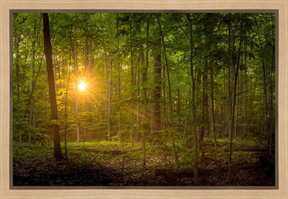 Suddenly A Light Descended