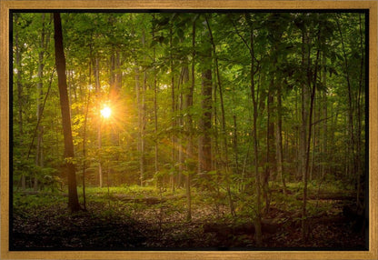 Suddenly A Light Descended