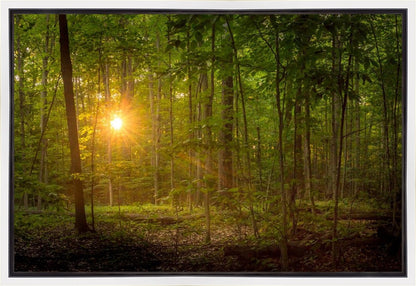 Suddenly A Light Descended