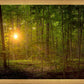 Suddenly A Light Descended