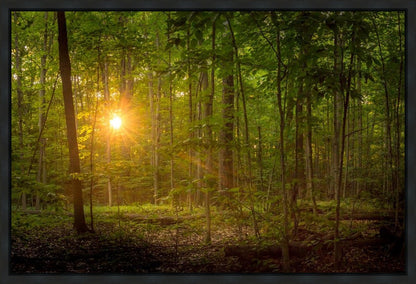 Suddenly A Light Descended