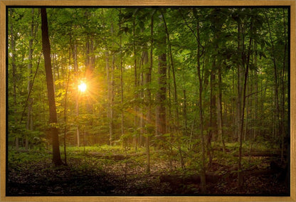 Suddenly A Light Descended