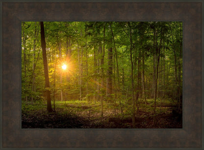 Suddenly A Light Descended