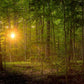 Suddenly A Light Descended