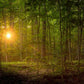 Suddenly A Light Descended