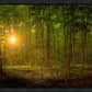 Suddenly A Light Descended