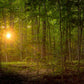 Suddenly A Light Descended