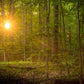 Suddenly A Light Descended