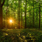 Sacred Morning