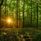 Sacred Morning