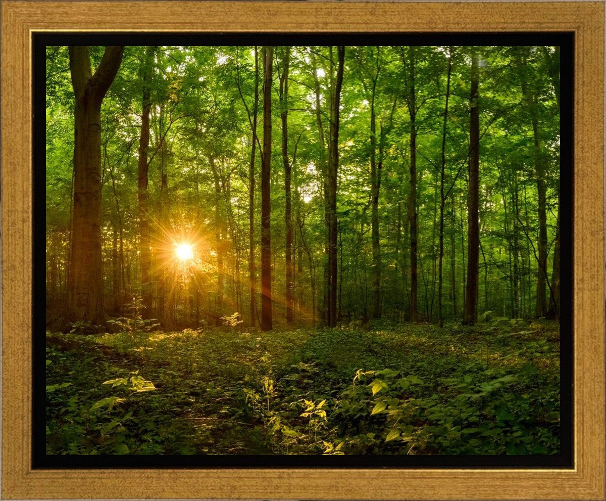 Sacred Morning Gallery Wrap