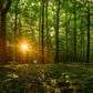 Sacred Morning