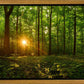 Sacred Morning