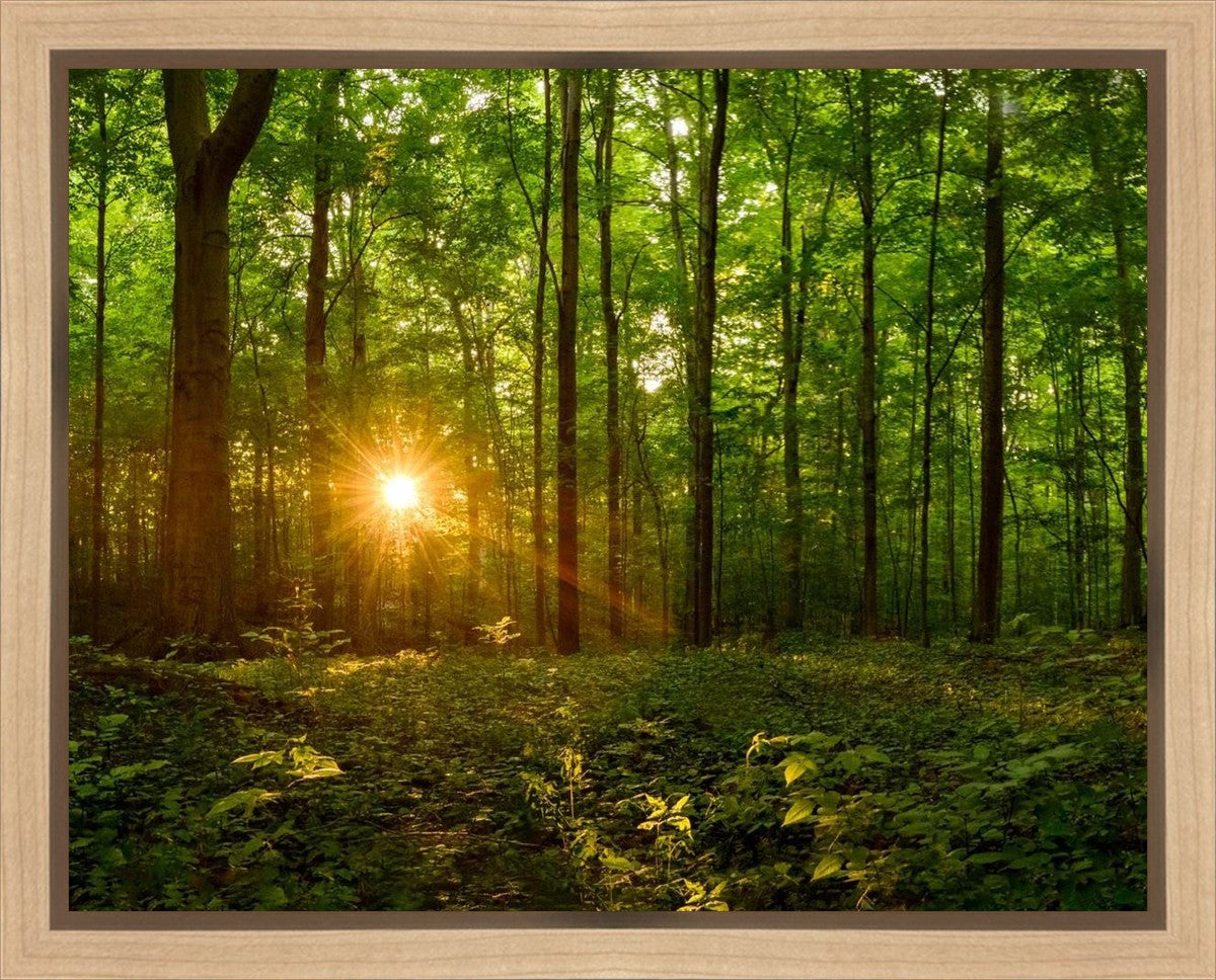 Sacred Morning Gallery Wrap