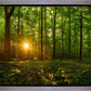 Sacred Morning