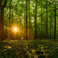 Sacred Morning