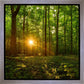 Sacred Morning