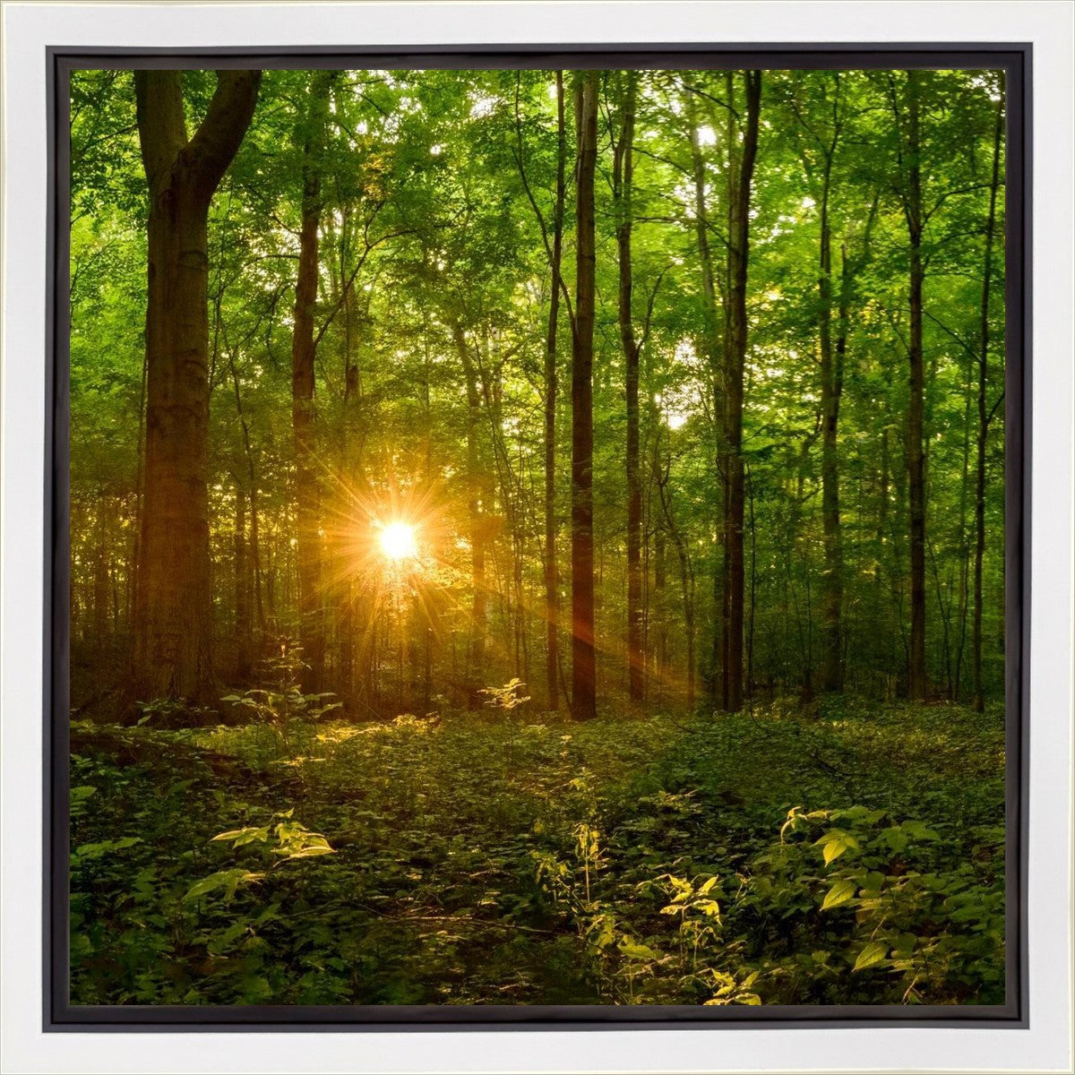 Sacred Morning Gallery Wrap