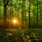 Sacred Morning