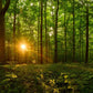 Sacred Morning