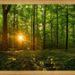 Sacred Morning