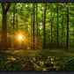 Sacred Morning