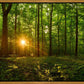 Sacred Morning