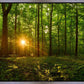 Sacred Morning