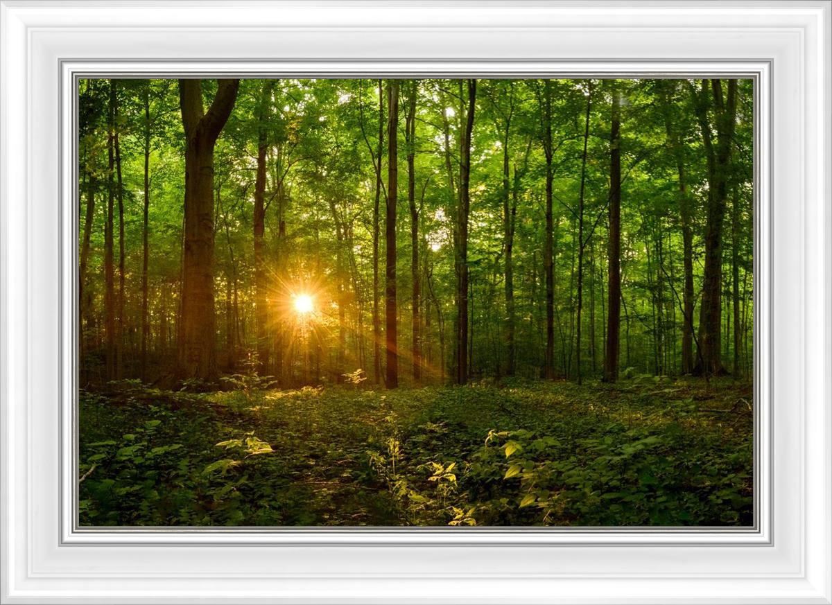 Sacred Morning