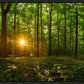 Sacred Morning