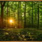 Sacred Morning