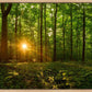 Sacred Morning