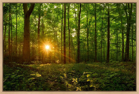 Sacred Morning